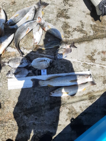 Fish Measure Picture
